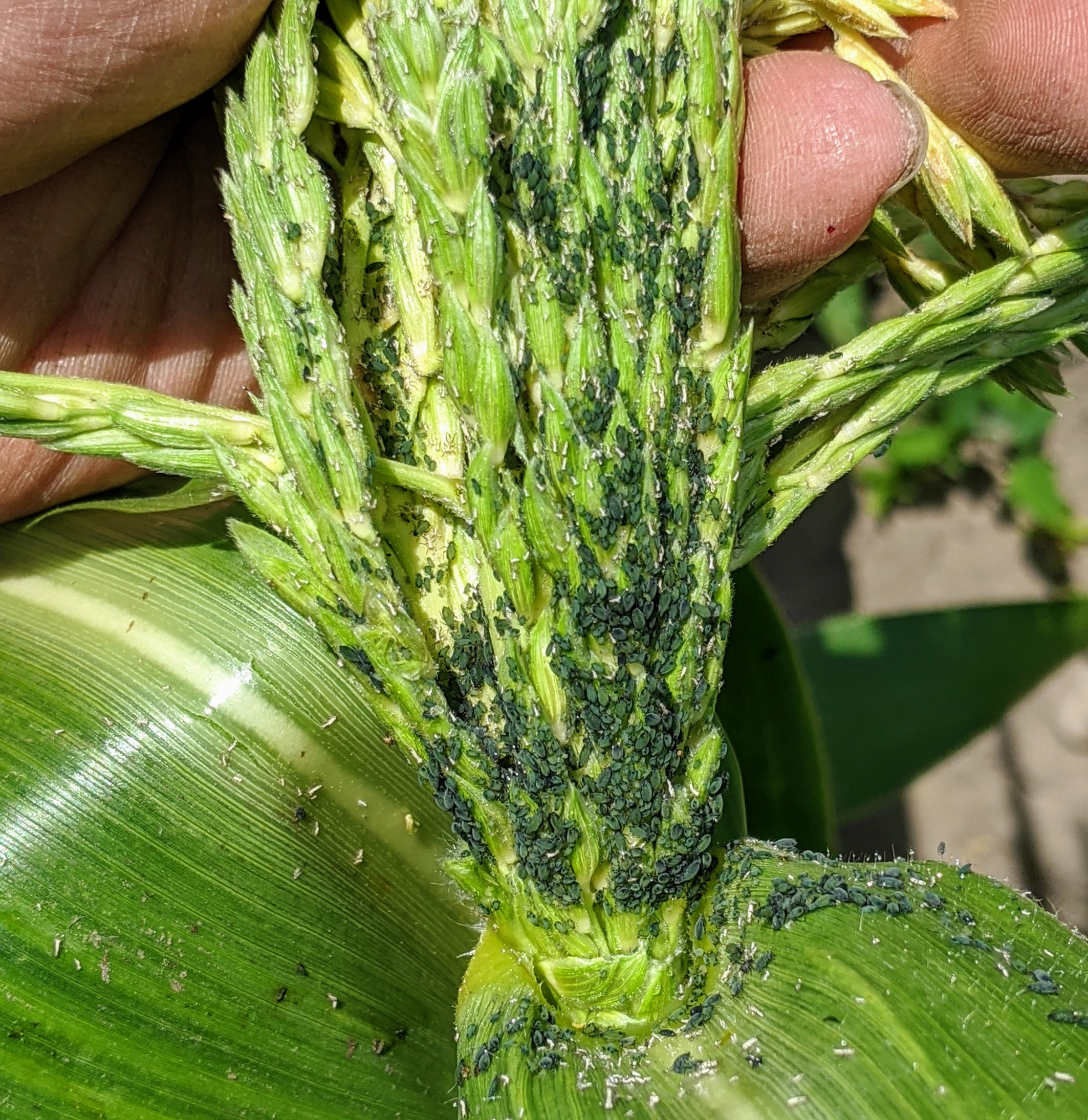 Corn leaf aphids in tassels